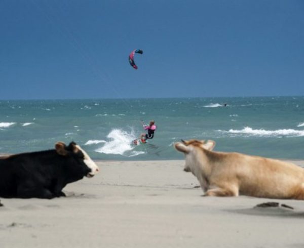 A kitesurfer sails on a downwind run on the waves of Mediterranean Sea as the cows stand on the shore of the sea near the town of Ulcinj on May 19, 2015. AFP PHOTO/ARMEND NIMANI / AFP / ARMEND NIMANI
